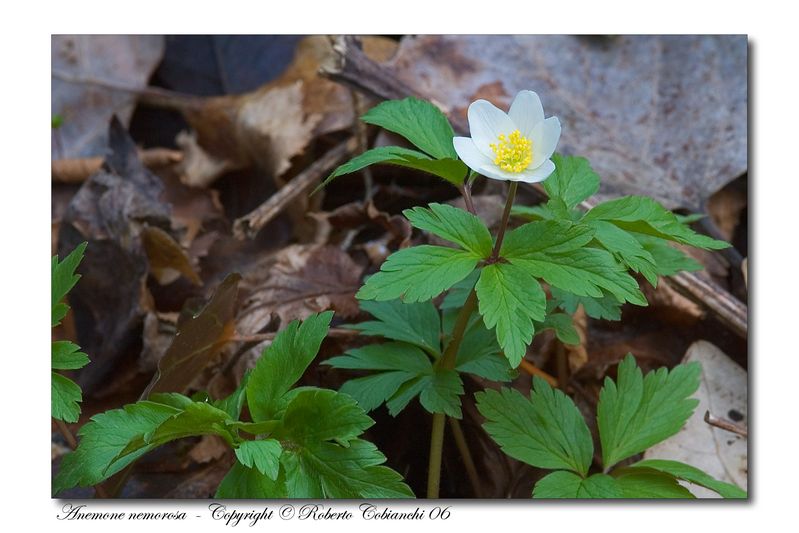 Fiori di primavera